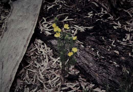 Image of Hibbertia calycina (DC.) N. A. Wakefield