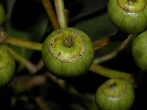 Imagem de Dendropanax caucanus (Harms) Harms