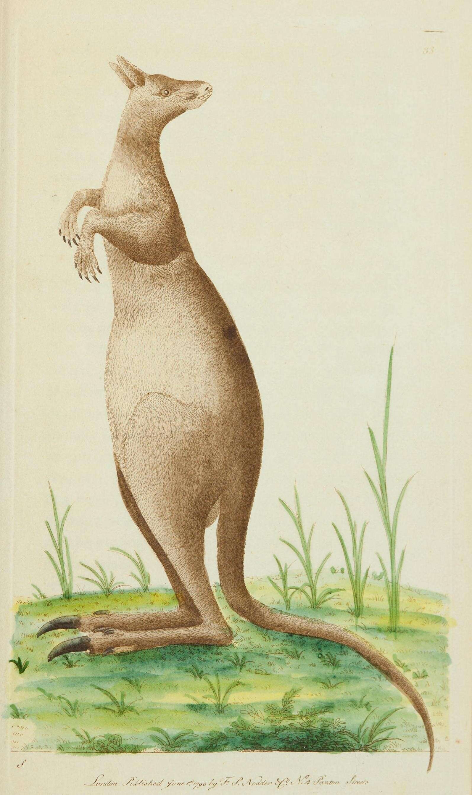 Image of kangaroo