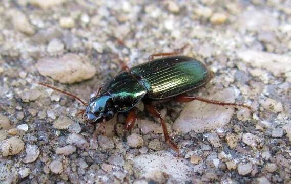 Image of Ground beetle