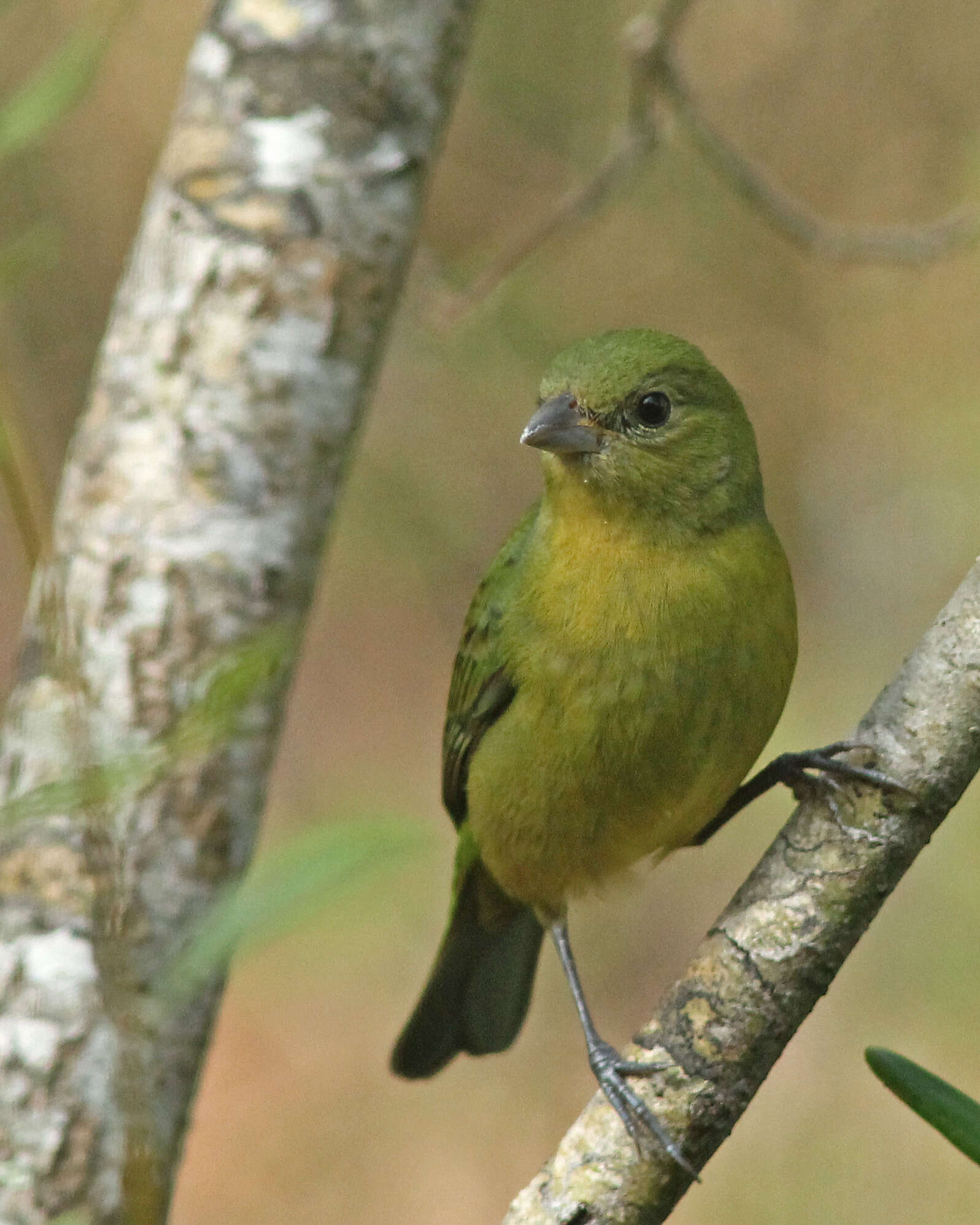 Image of Painted Bunting