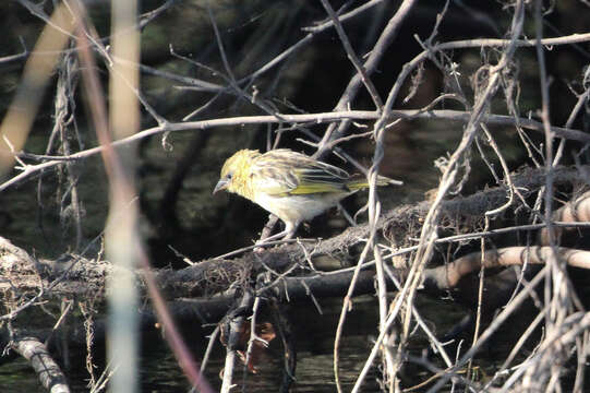 Image of Village Weaver