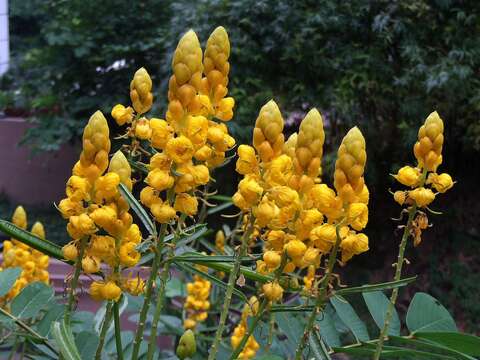 Слика од Senna alata (L.) Roxb.