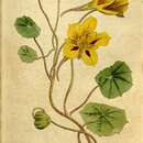 Image of dwarf nasturtium