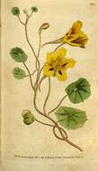 Image of nasturtium