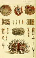 Image of Goniocidaris subgen. Goniocidaris Desor ex Agassiz & Desor 1846