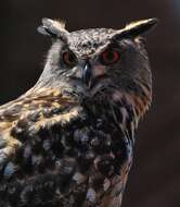 Image of Eagle-owls