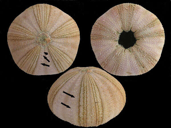 Image de Odontophora Kroh & Smith 2010