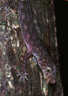 Image of Nigeria Leaf-toed Gecko