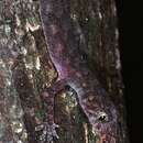 Sivun Hemidactylus muriceus Peters 1870 kuva