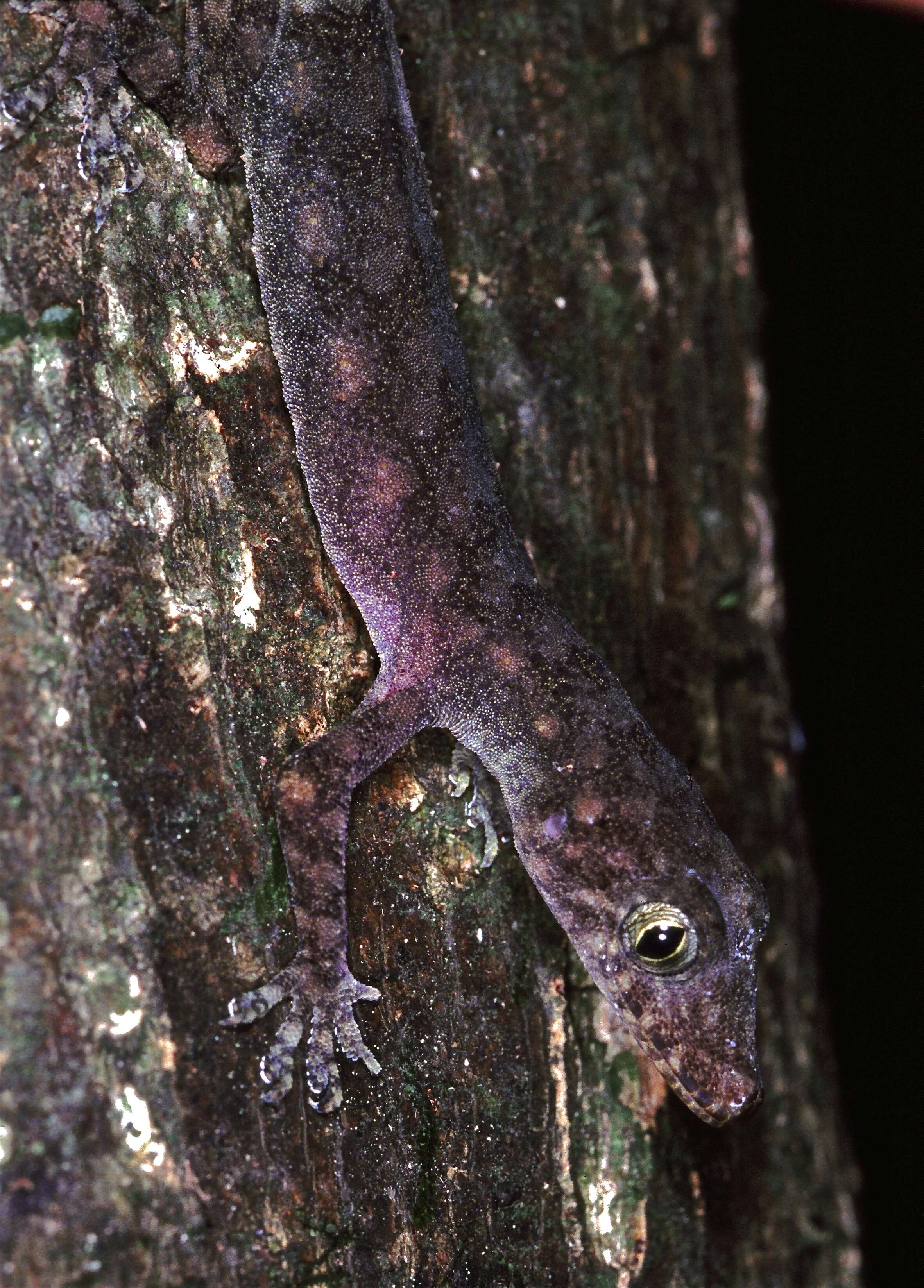 Image of Guinea Leaf-toed Gecko