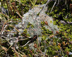 Image of Veronica ciliolata (Hook. fil.) Garn.-Jones