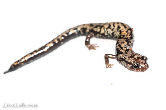 Image of Woodland salamander