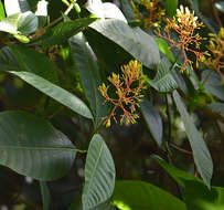 Palicourea guianensis Aubl.的圖片