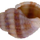 Image of angulate nassa