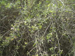 Image of Arizona desert-thorn