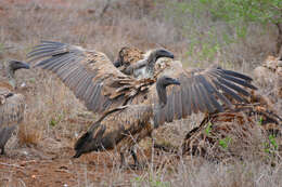 Image of White-backed Vulture