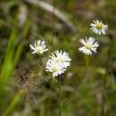 Image of Small-Head Doll's Daisy