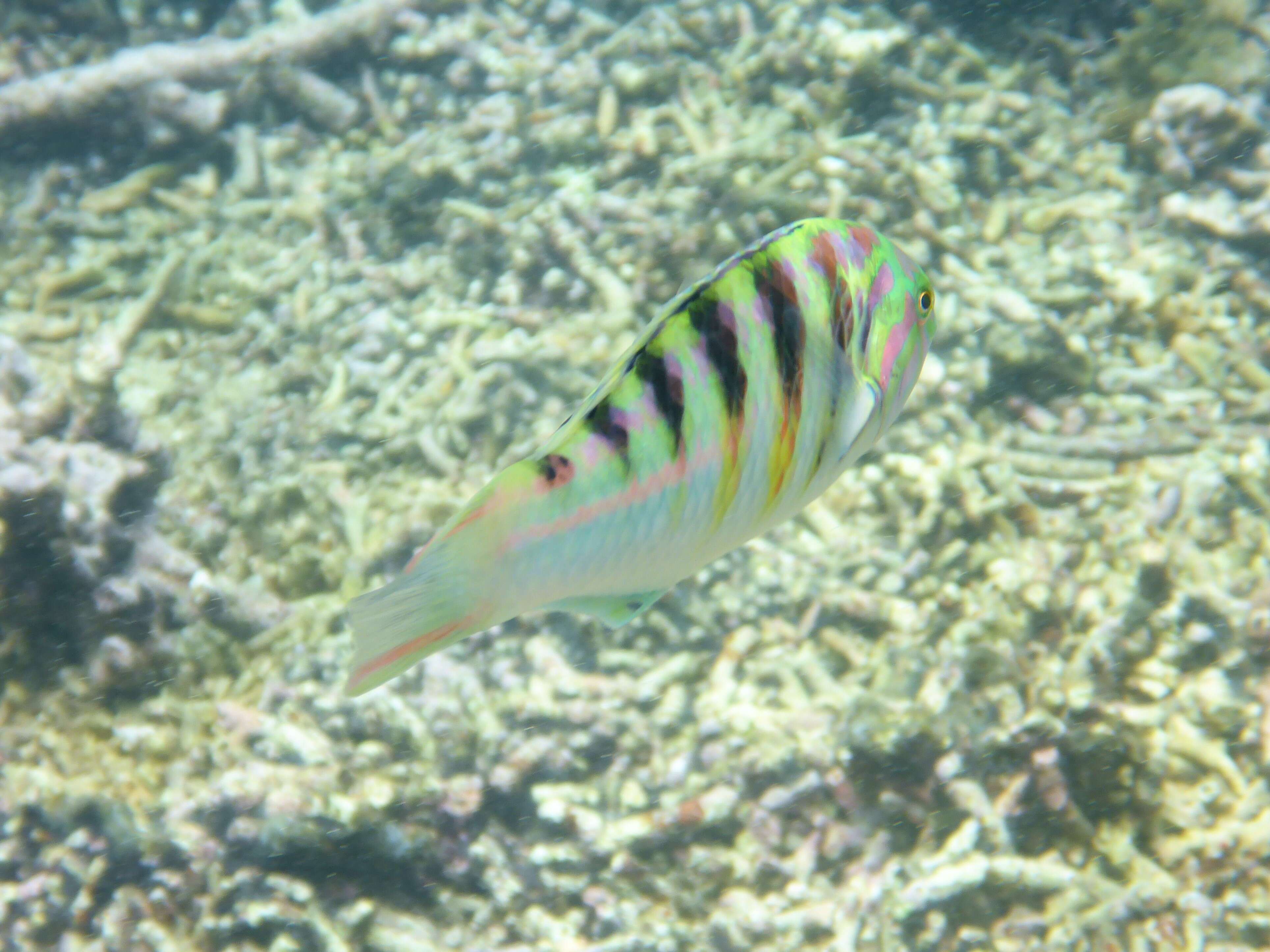 Image of Parrotfish