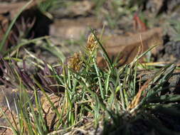 Image of Coastal-Sand Sedge