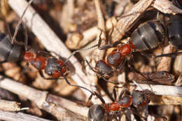 Image of wood ant