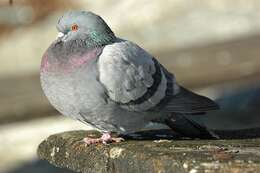 Image of Common Pigeon