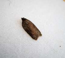 Image of Schaller's acleris moth