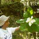 Image of cloudforest magnolia