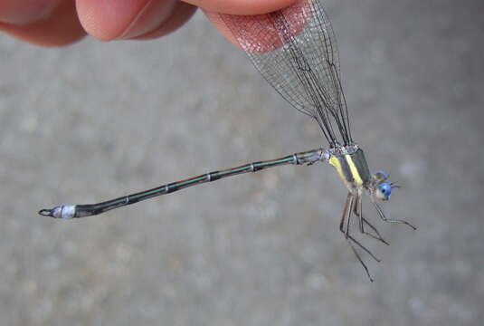 Image of Great Spreadwing