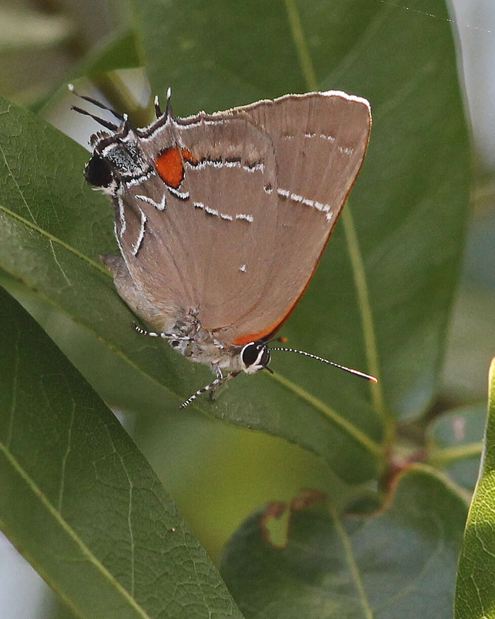 Image of White-M Hairstreak