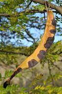 Image of locust