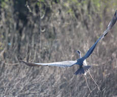 Image of Grey Heron