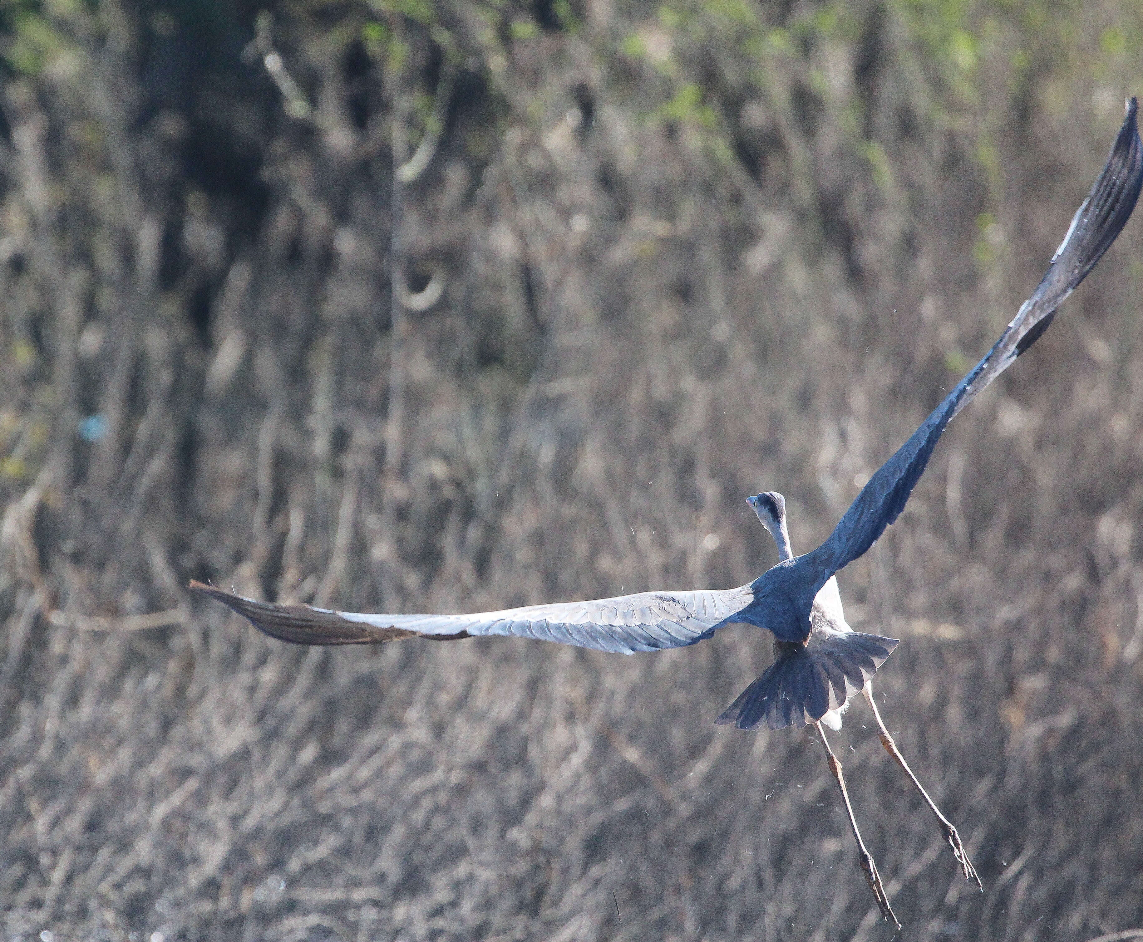 Image of Grey Heron