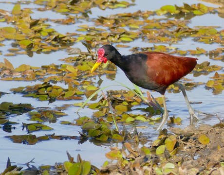 Image of Wattled Jacana