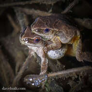 Image of Spring Peeper