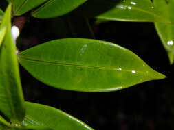 Image of bush allamanda