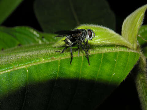 Image of Florida trema