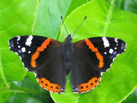 Image of Ladies and Red Admiral