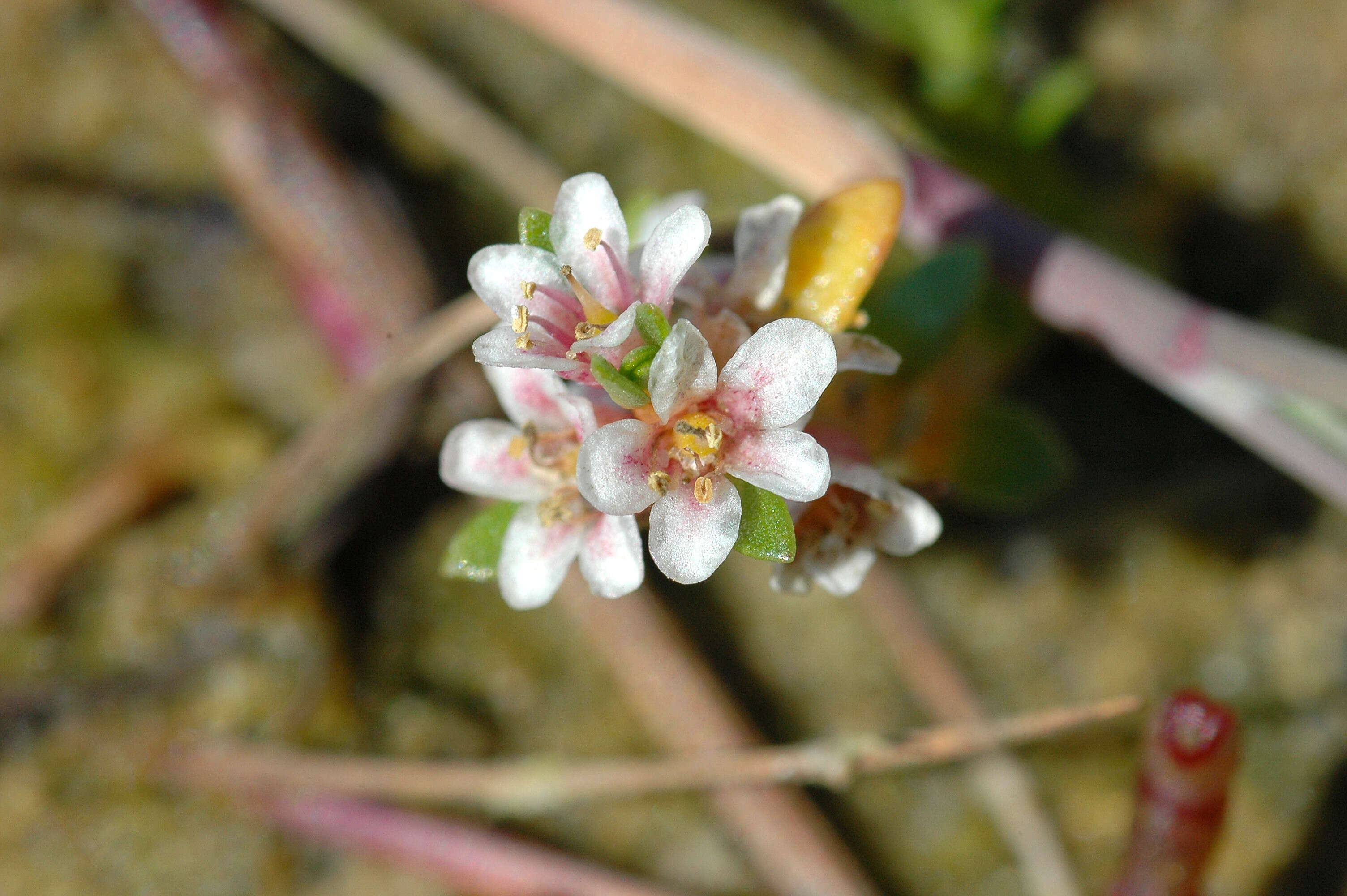 Image of black saltwort