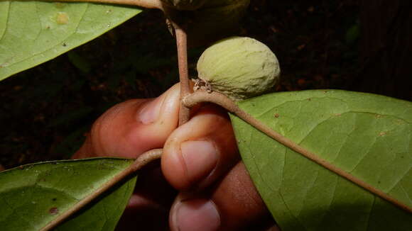 Image of Stephanopodium blanchetianum Baill.