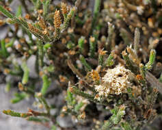 Image de Selaginella arenicola Underw.