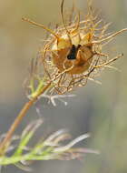 Image of Devil-in-a-bush