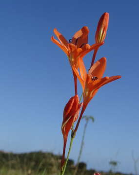 Image of Tritonia moggii Oberm.