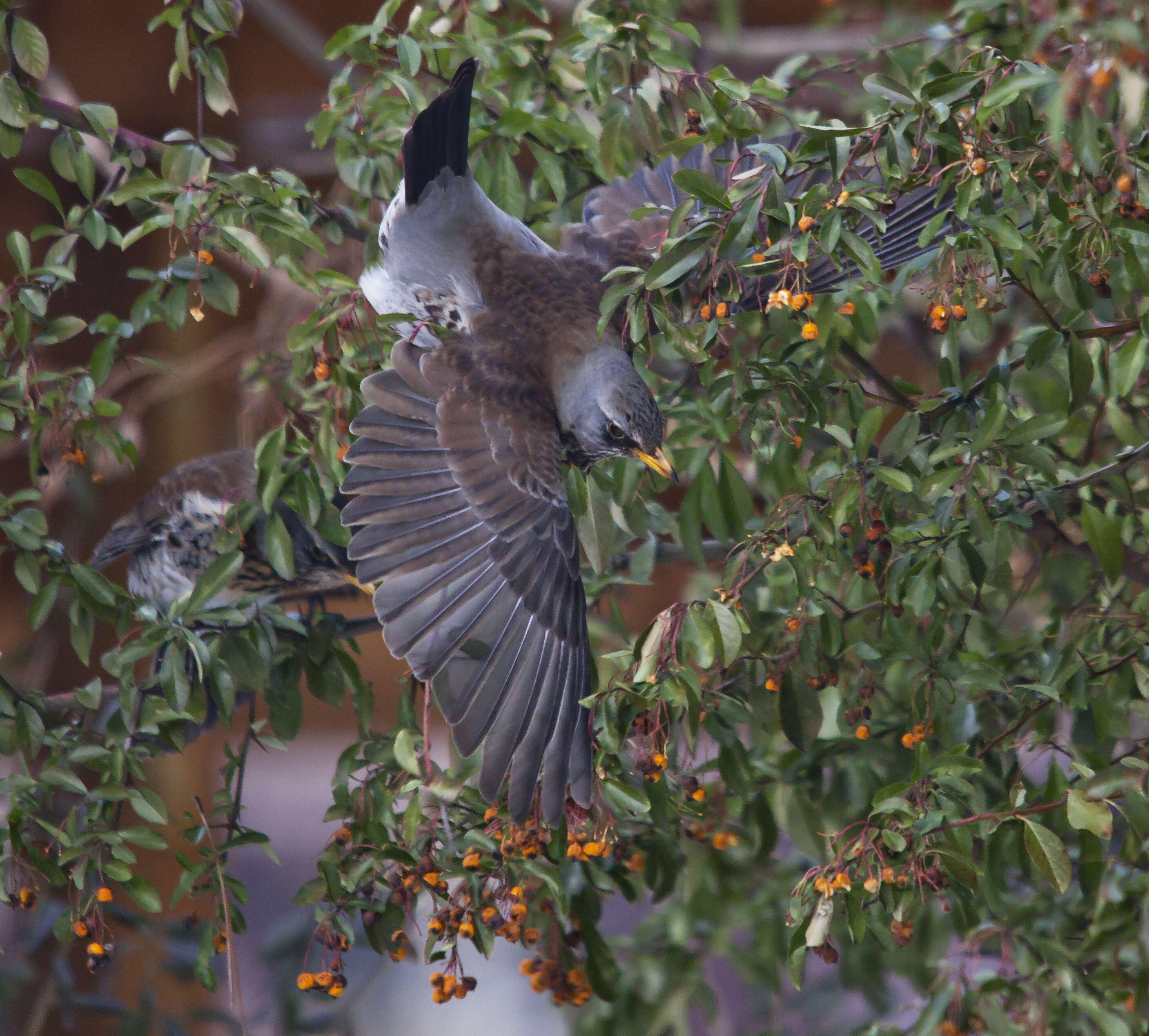 Image of Fieldfare