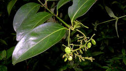 Image of West Indian milkberry