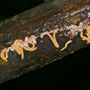Image of Noodle Millipedes