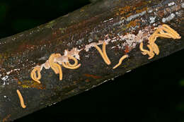 Image of Platydesmid millipedes