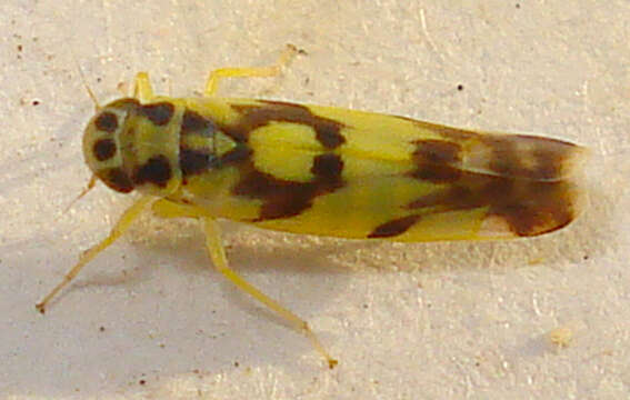 Image of Eupteryx