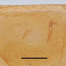 Image of <i>Pachynematus albiventris</i>