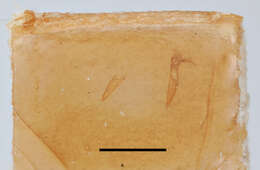 Image of Symphyta